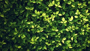 翠绿繁茂的新生叶片景观
