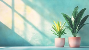 窗前双盆绿植清新景致