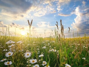 夏日花海中的阳光美景