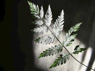 透明蕨叶的独特美感