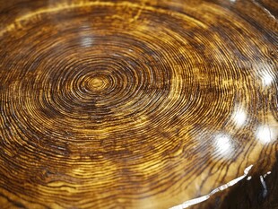 木纹年轮特写之自然纹理