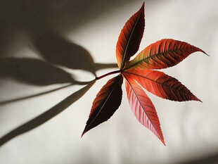 秋韵红叶 光影下的自然之美