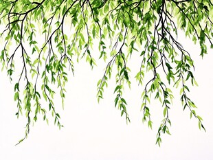 垂柳嫩绿枝条垂挂画面