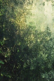 迷雾中的神秘绿色丛林