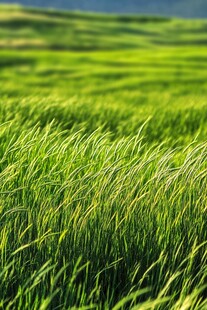 翠绿原野 随风摇曳的麦浪