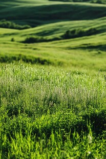翠绿原野间的生机景致