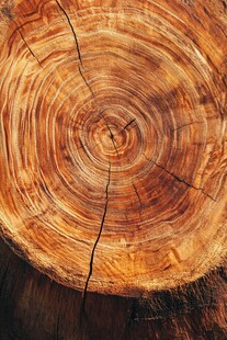 年轮 岁月镌刻的树木密码