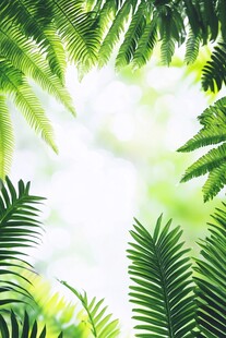 翠绿蕨叶营造清新自然氛围