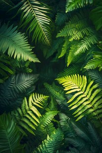 翠绿蕨类叶片的自然之美