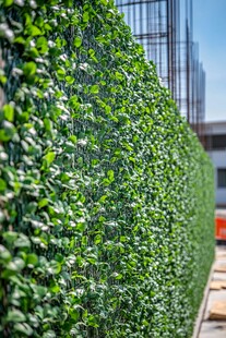 翠绿植物墙 装点城市风景