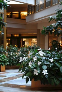 室内中庭绿植景观