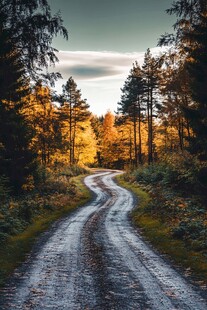 秋日林间蜿蜒小路