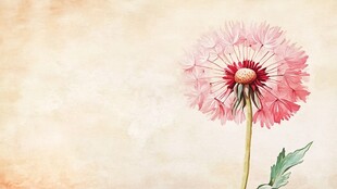 粉色蒲公英的唯美绽放