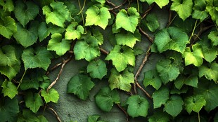 翠绿藤蔓覆盖的墙面美景