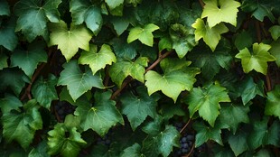 翠绿常春藤叶片特写