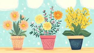 三盆多彩花卉摆放在桌前