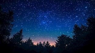 森林之上的璀璨星空