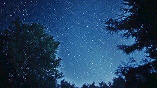 夜空下的森林与璀璨繁星