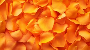 橙色玫瑰花瓣浪漫背景图