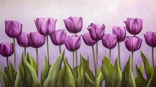 紫色郁金香绽放的美丽