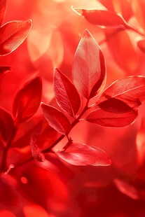 艳丽红叶片 光影下的美