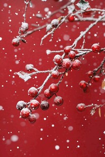 雪中红果枝头俏