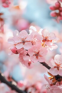 粉嫩樱花绽放枝头