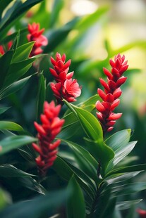 艳红姜花绽放绿意间