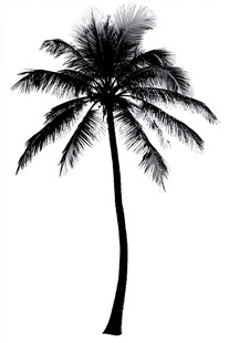单棵椰子树剪影