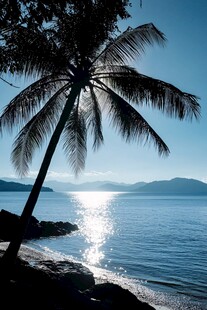 椰树映海畔 晨光洒碧波