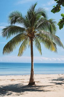 海边独株椰树的美丽景致