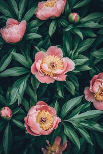 粉色芍药花与绿叶之美