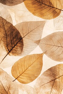 枯黄叶脉叶片艺术纹理图