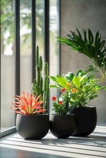 窗边多彩盆栽组合