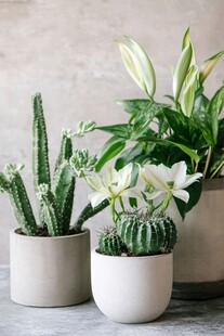 素雅盆栽组合 装点室内角落