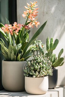 多样盆栽装点温馨角落