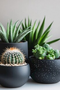 精致多肉盆栽组合展示