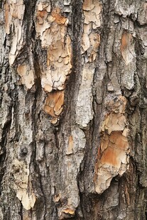 树皮纹理特写