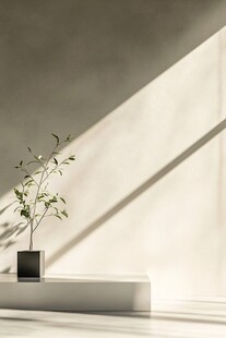 光影中的绿植简约静物