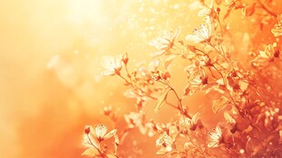 阳光下绽放的灿烂花朵