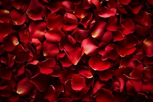 浪漫红玫瑰花瓣铺满画面