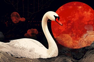 月夜下的优雅天鹅