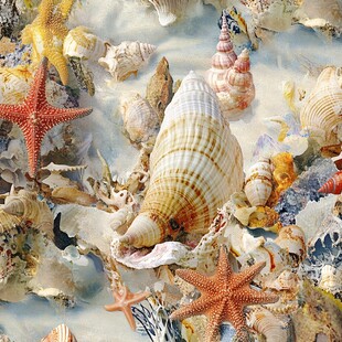 多彩海星与贝壳的海洋世界