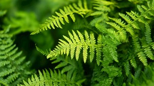 翠绿蕨类叶片特写