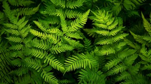 翠绿蕨类植物叶片特写