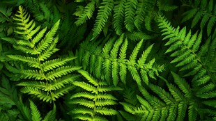 翠绿蕨类叶片特写