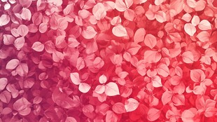 浪漫粉色花瓣背景图