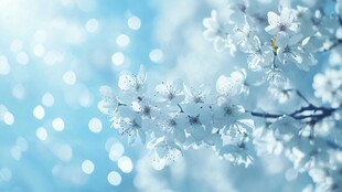 蓝调梦幻盛开的洁白花朵