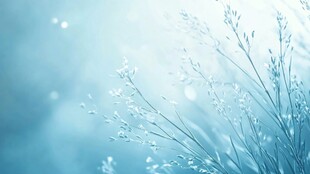 梦幻蓝调草景 清新自然风