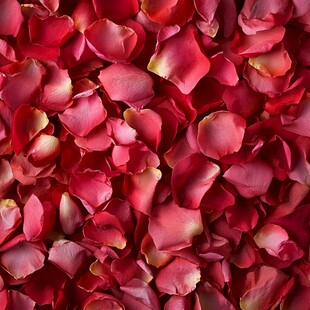 浪漫红玫瑰花瓣铺满画面